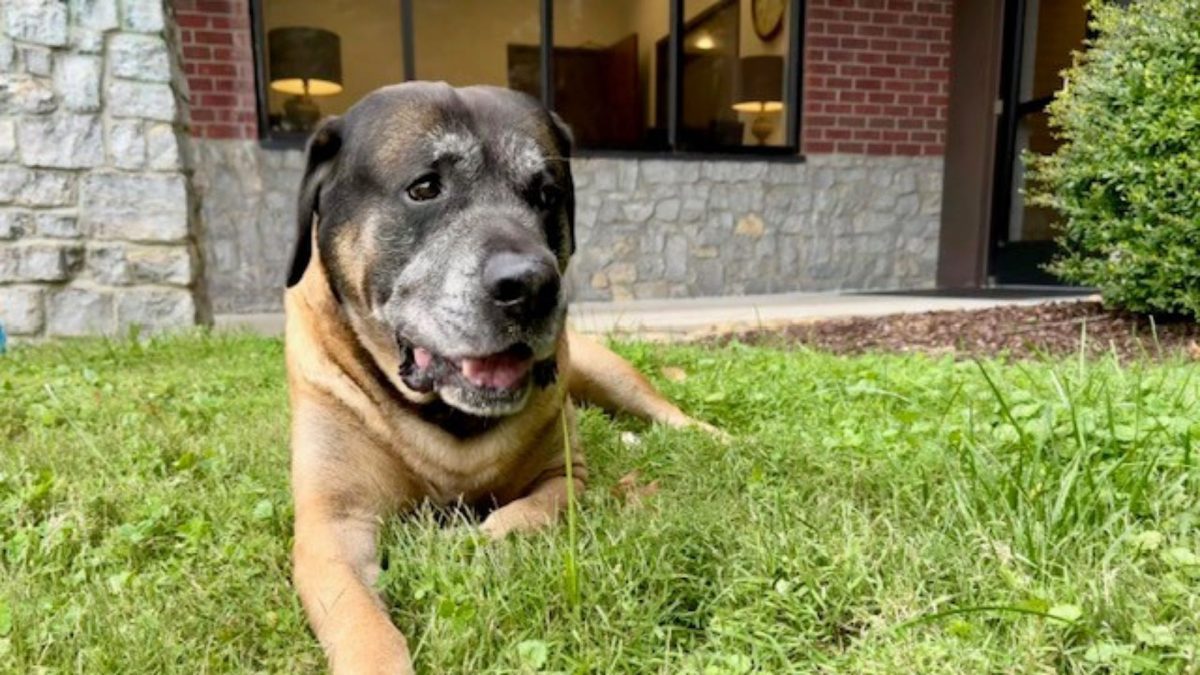 A gray-faced English Mastiff dog rests on a patch of grass. The dog is used for pet therapy at Embrace U, an adolescent mental health clinic in Brentwood, Tenn. 